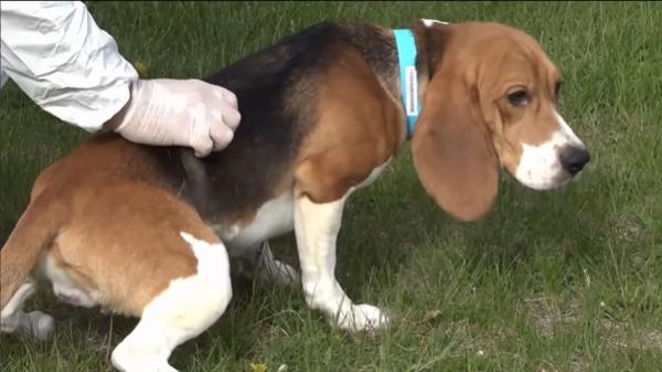 Dos protectoras compran 1.500 beagles para salvarlos de la experimentación animal en Estados Unidos - El estado actual de los beagles tras su liberación