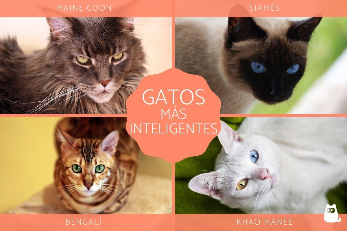 Las 10 razas de gatos más inteligentes