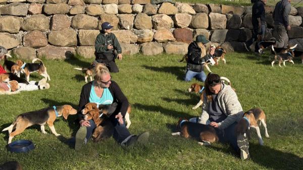 Dos protectoras compran 1.500 beagles para salvarlos de la experimentación animal en Estados Unidos - Las protectoras que han hecho posible el rescate histórico