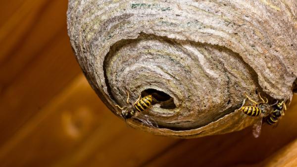 No eligen tu casa porque sí: si ves un nido de avispas, esto es lo que significa y los errores que debes evitar - Lo que realmente revela la presencia de un nido de avispas en tu casa