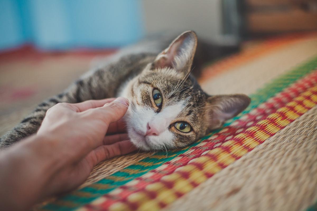 ¿Los gatos tienen cosquillas?