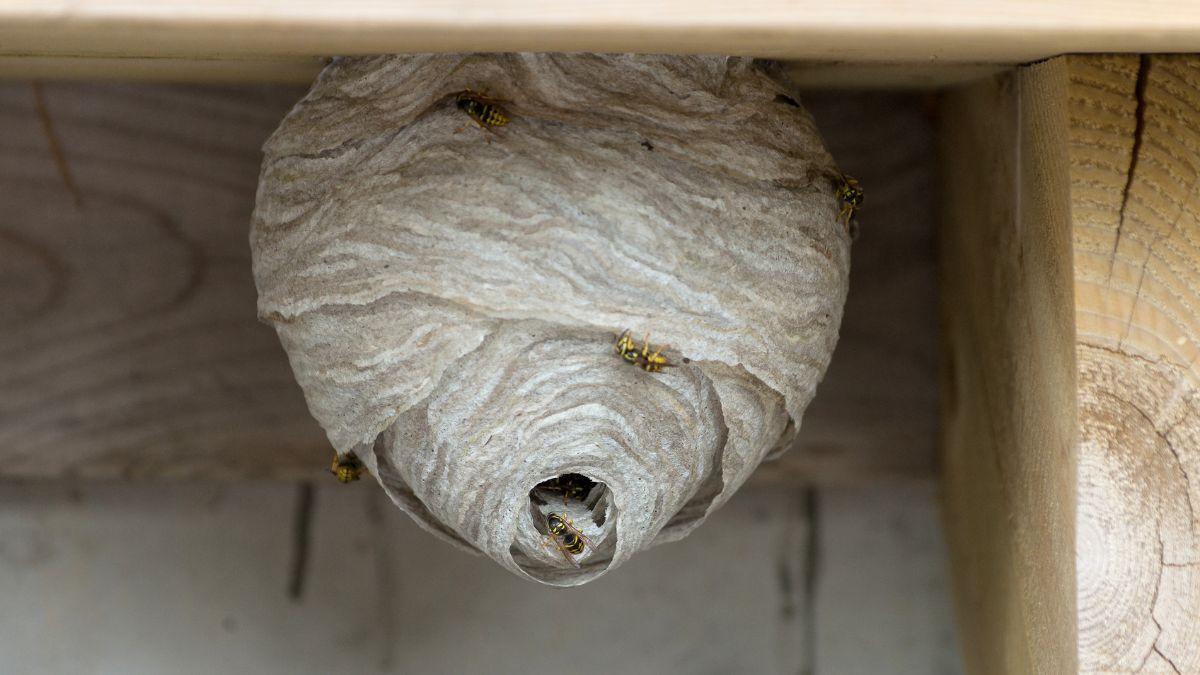 No eligen tu casa porque sí: si ves un nido de avispas, esto es lo que significa y los errores que debes evitar