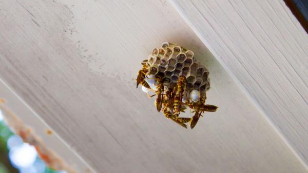 No eligen tu casa porque sí: si ves un nido de avispas, esto es lo que significa y los errores que debes evitar - Qué atrae a las avispas a tu casa y por qué construyen un nido