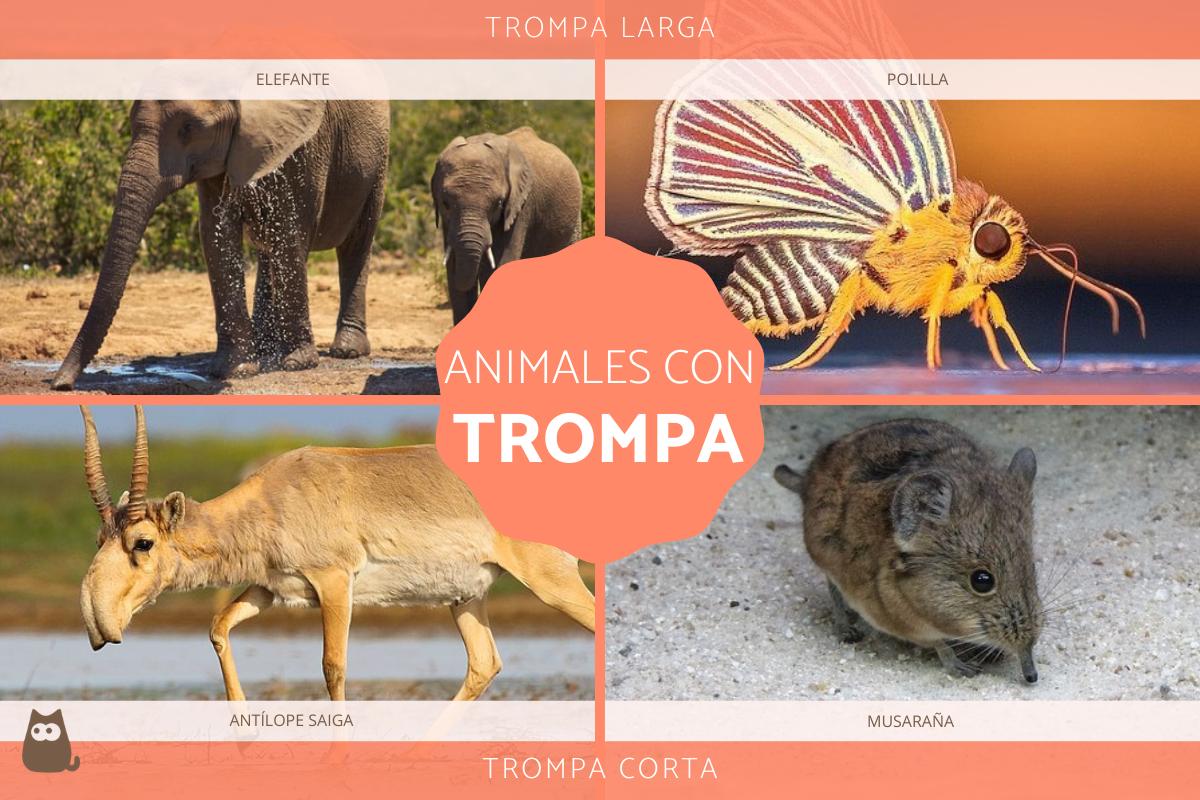 Animales con trompa - Larga y corta