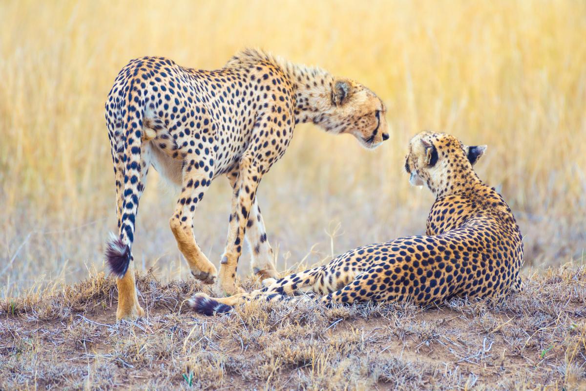 ¿Cómo se reproducen los guepardos?