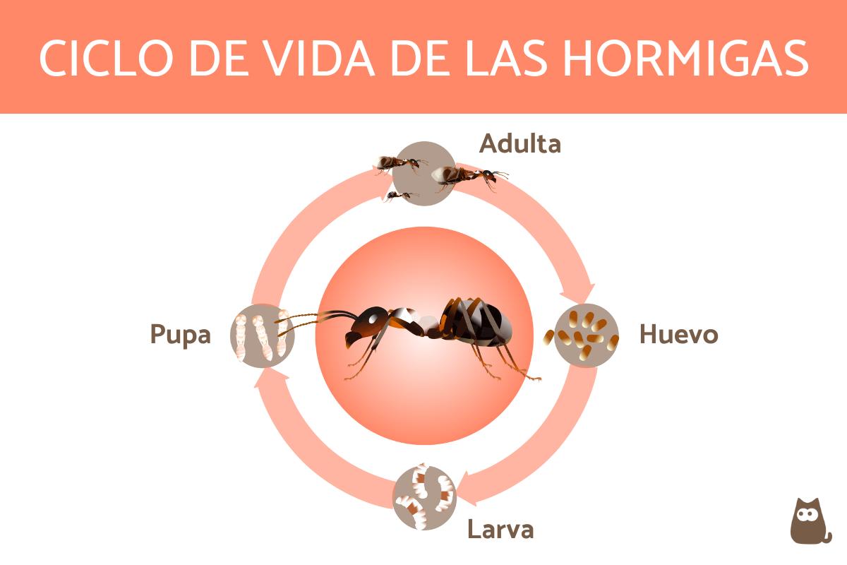 ¿Cuánto viven las hormigas?