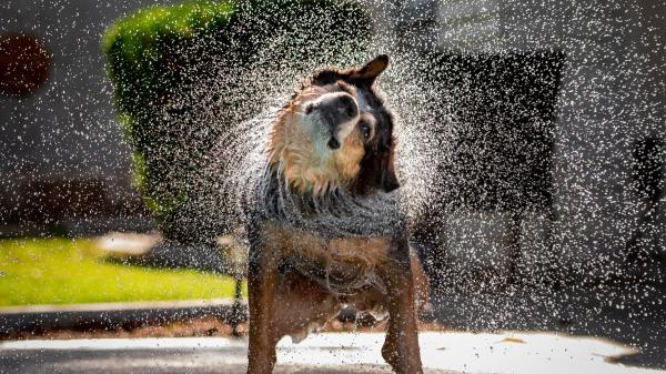 Veterinarios y educadores caninos coinciden: nunca dejes que tu perro beba grandes cantidades de agua justo después de correr - El aviso de los veterinarios para pasear a tu perro en verano sin ponerlo en riesgo
