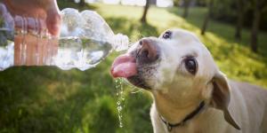 Veterinarios y educadores caninos coinciden: nunca dejes que tu perro beba grandes cantidades de agua justo después de correr
