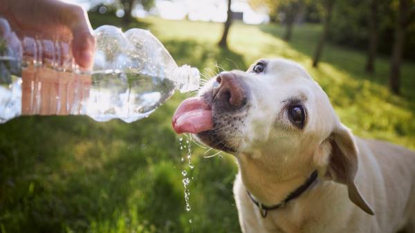 Veterinarios y educadores caninos coinciden: nunca dejes que tu perro beba grandes cantidades de agua justo después de correr