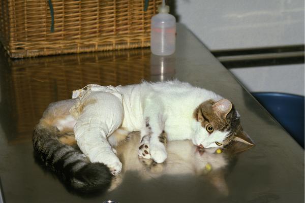 Mi gato anda raro con las patas de atrás: causas y qué hacer - 3. Traumatismos