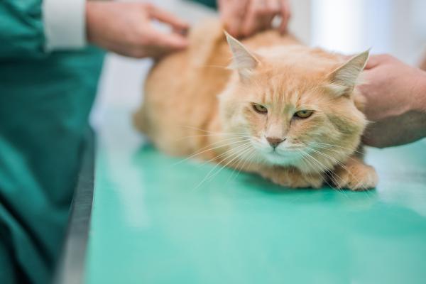 Mi gato anda raro con las patas de atrás: causas y qué hacer - 5. Tumor