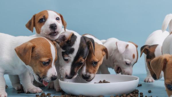 Neus Candela, veterinaria: “El gran error con los perros mayores es darles menos proteína, cuando en realidad necesitan más” - La proteína gana años de vida