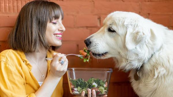 Neus Candela, veterinaria: “El gran error con los perros mayores es darles menos proteína, cuando en realidad necesitan más” - Los hábitos que pueden ayudar a un perro a vivir más y mejor