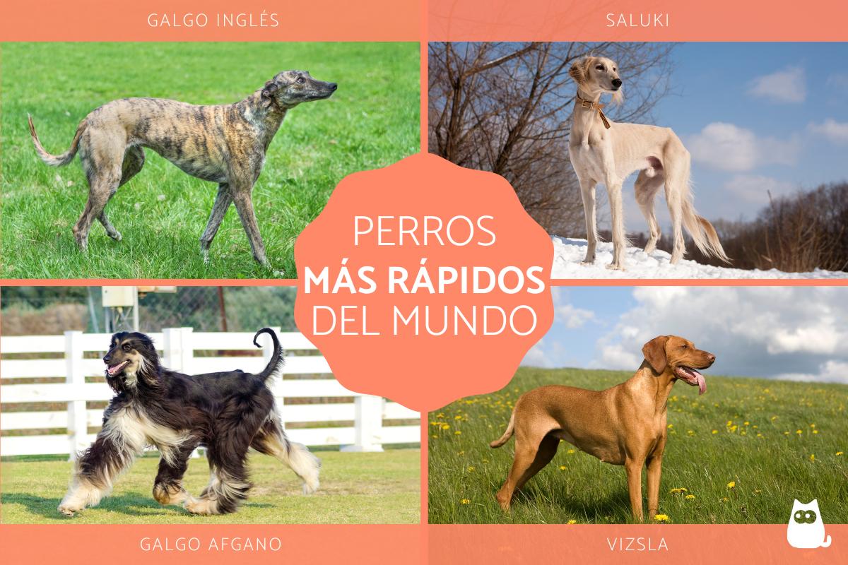 Los perros más rápidos del mundo