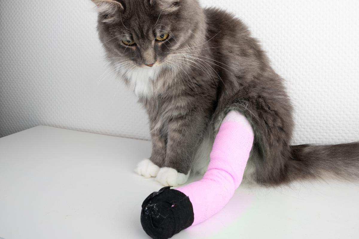 Mi gato anda raro con las patas de atrás: causas y qué hacer