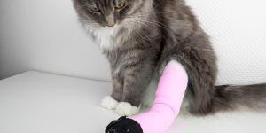 Mi gato anda raro con las patas de atrás: causas y qué hacer