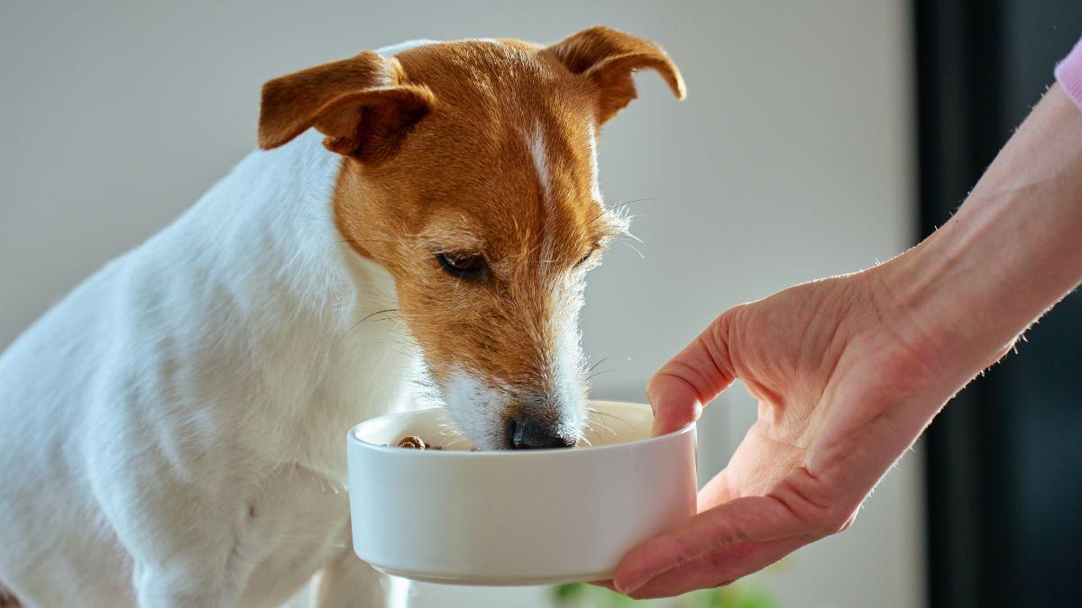 Neus Candela, veterinaria: “El gran error con los perros mayores es darles menos proteína, cuando en realidad necesitan más”