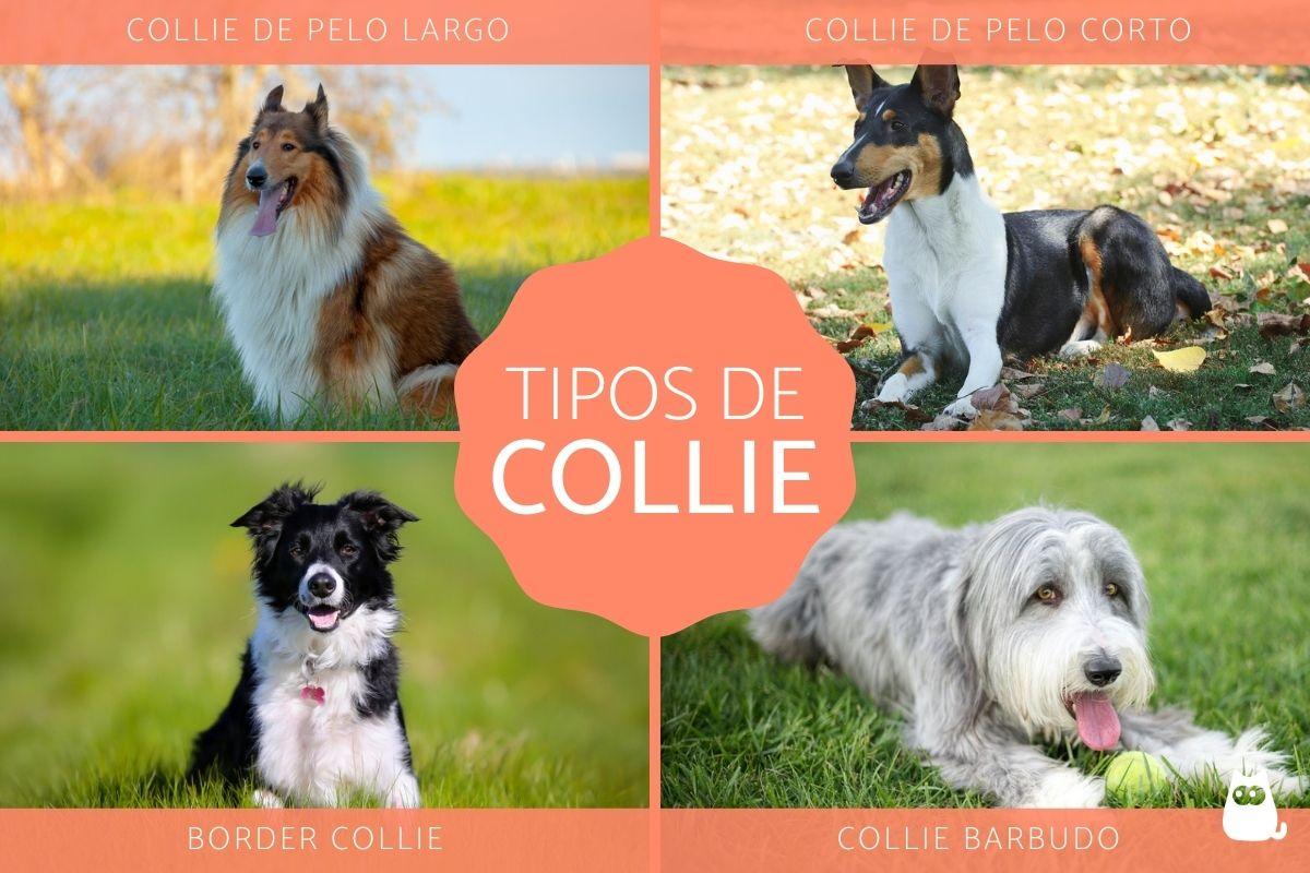 son collies de pelo liso y rugoso criados de manera diferente
