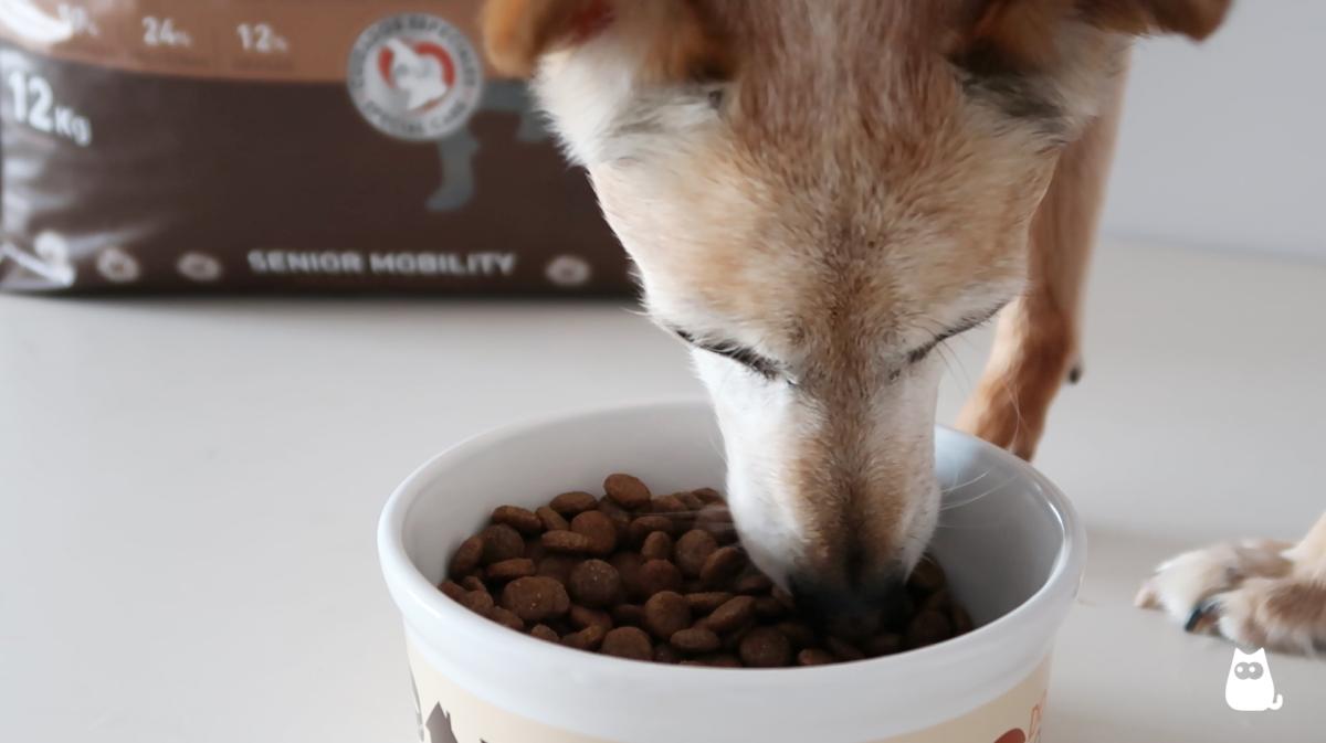 Alimentación para perros mayores