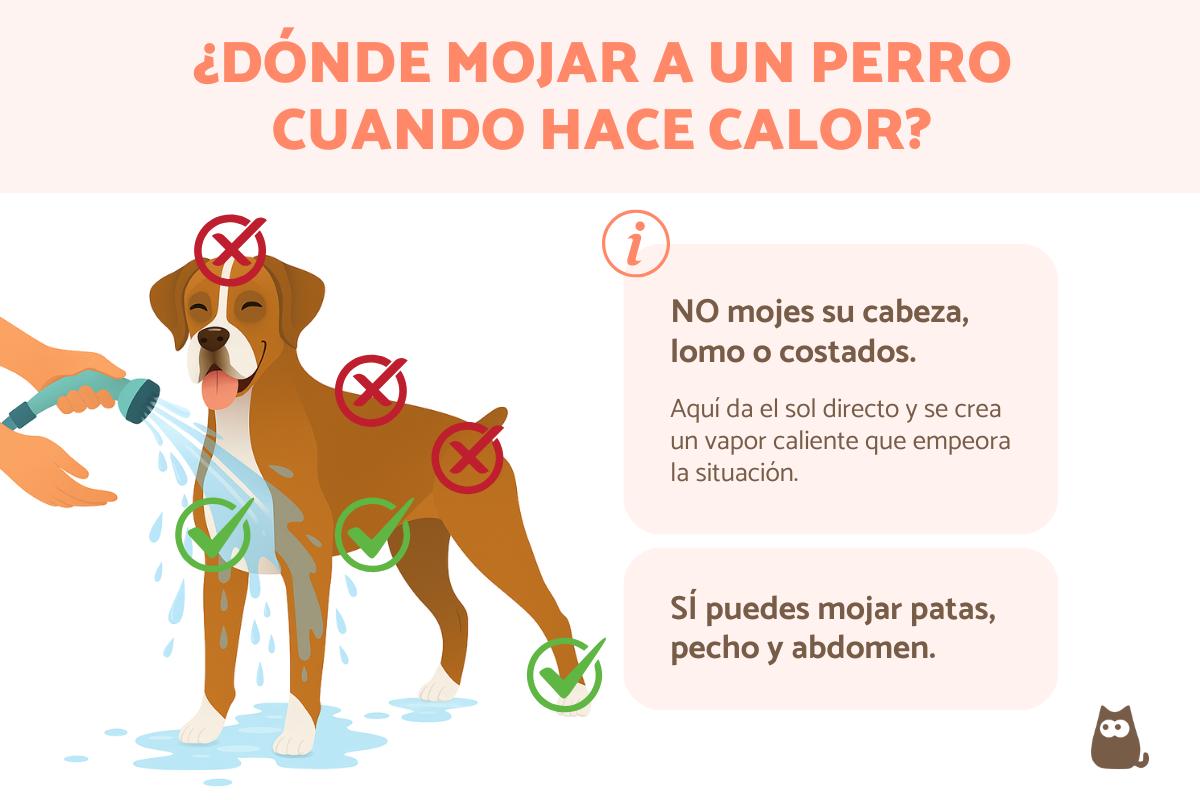 ¿Cómo refrescar a un perro?