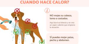 ¿Cómo refrescar a un perro?