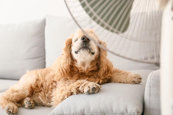 ¿Cómo refrescar a un perro? - ¿Cuáles son las mejores formas de refrescar a un perro en casa?