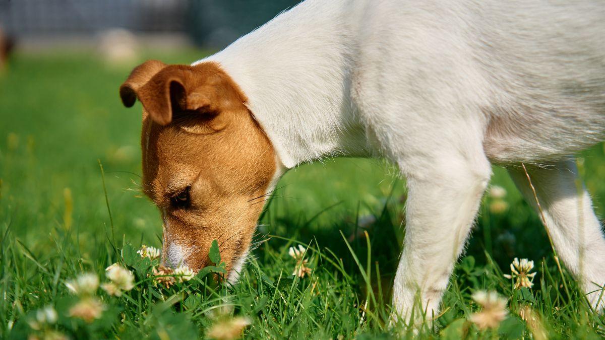 “Nunca dejes que tu perro coma nada del suelo”: el cierre de un parque de Sevilla tras encontrar salchichas con agujas reaviva esta advertencia