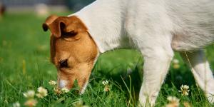 “Nunca dejes que tu perro coma nada del suelo”: el cierre de un parque de Sevilla tras encontrar salchichas con agujas reaviva esta advertencia