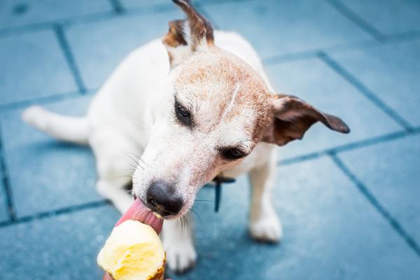 ¿Cómo refrescar a un perro? - ¿Qué alimentos fríos puedo dar a mi perro para refrescarlo?
