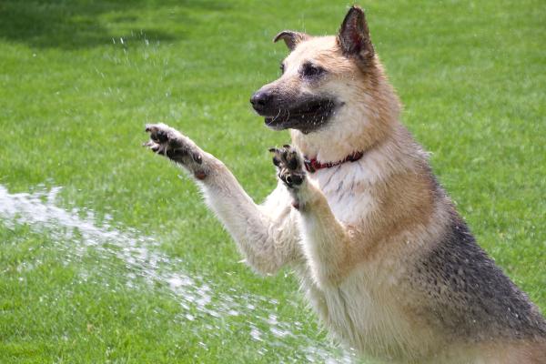 ¿Cómo refrescar a un perro? - ¿Se puede mojar a los perros cuando hace calor?