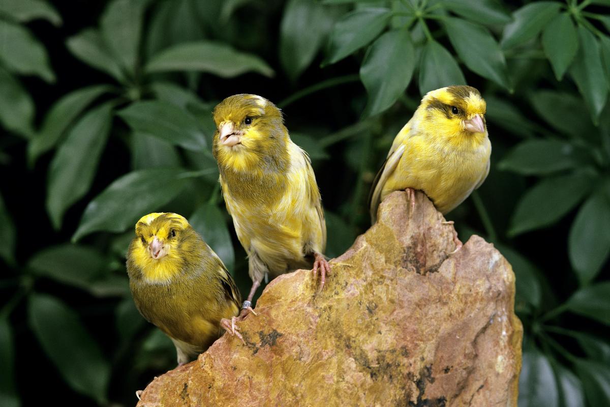 ¿Cómo duermen los canarios?
