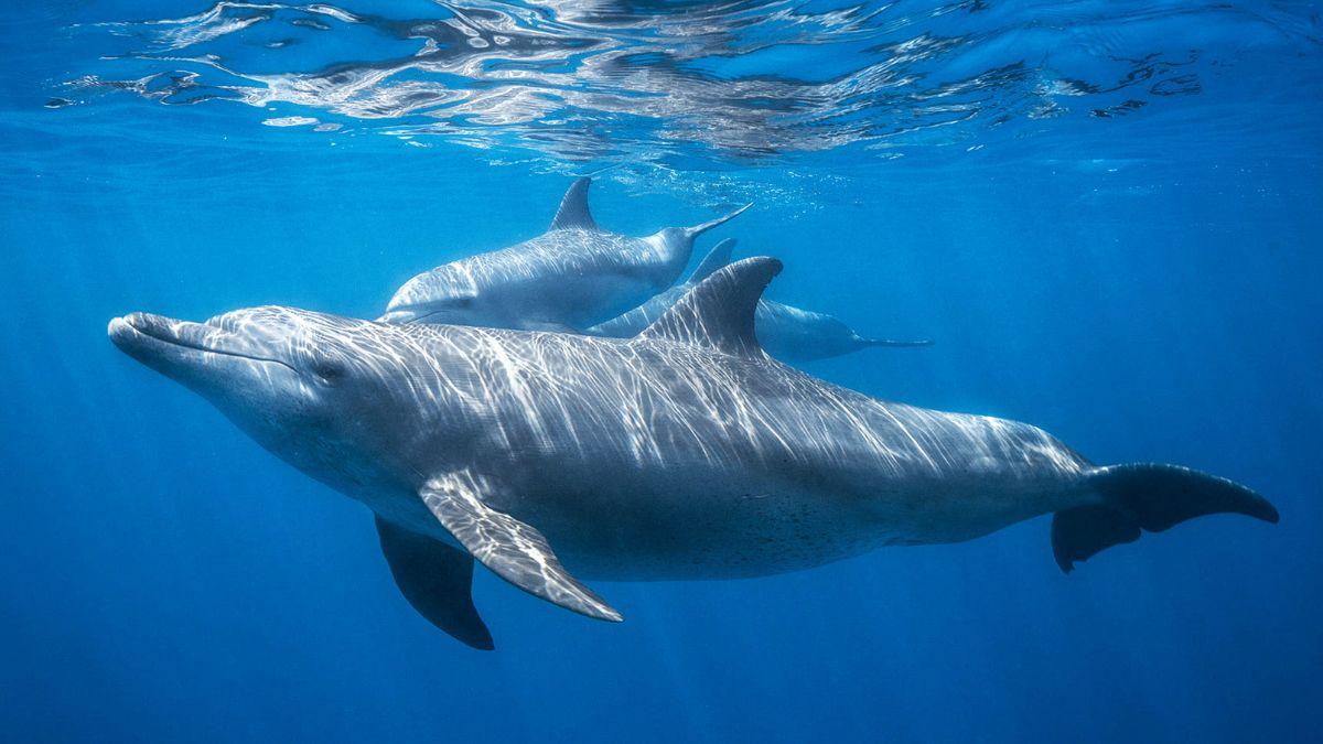 Crean el primer mapa acústico de los delfines de Florida y descubren que tienen zonas de caza y territorios claramente delimitados