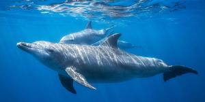 Crean el primer mapa acústico de los delfines de Florida y descubren que tienen zonas de caza y territorios claramente delimitados