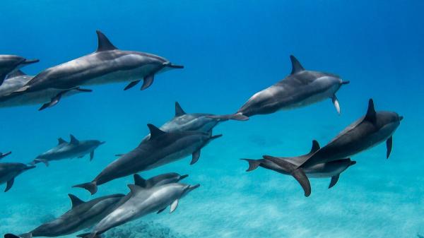 Crean el primer mapa acústico de los delfines de Florida y descubren que tienen zonas de caza y territorios claramente delimitados - El mapa acústico revela dónde están las zonas de caza de los delfines
