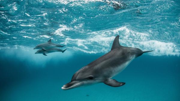 Crean el primer mapa acústico de los delfines de Florida y descubren que tienen zonas de caza y territorios claramente delimitados - Las grabaciones establecen que los delfines utilizan dos tipos de sonidos para comunicarse