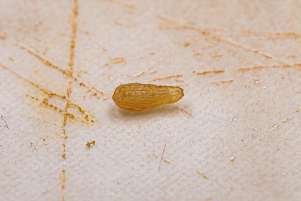 Praziquantel para perros: dosis y para qué sirve - ¿Para qué sirve praziquantel para perros?