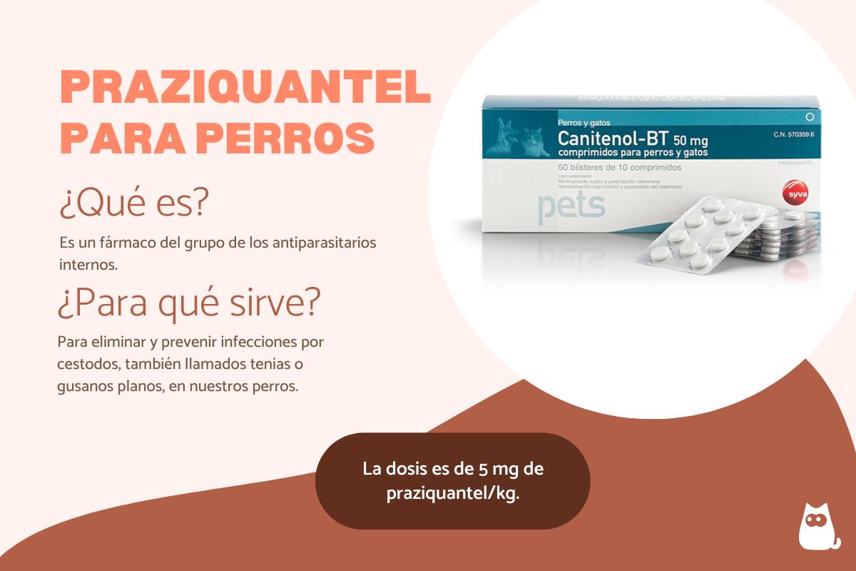 Praziquantel para perros: dosis y para qué sirve
