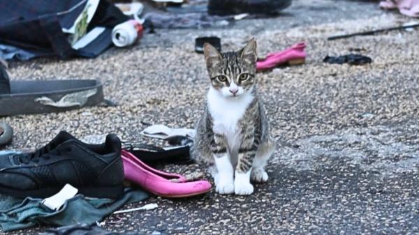 Más de 200 gatos viven abandonados en el antiguo circuito de Fórmula 1 de Valencia: una macrocolonia que no deja de crecer - Esterilizar es fundamental para frenar nuevas camadas