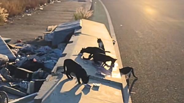 Más de 200 gatos viven abandonados en el antiguo circuito de Fórmula 1 de Valencia: una macrocolonia que no deja de crecer - Más de 200 gatos en el antiguo circuito de Fórmula 1