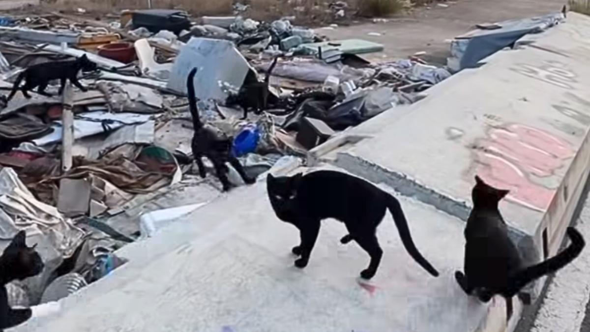 Más de 200 gatos viven abandonados en el antiguo circuito de Fórmula 1 de Valencia: una macrocolonia que no deja de crecer