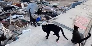 Más de 200 gatos viven abandonados en el antiguo circuito de Fórmula 1 de Valencia: una macrocolonia que no deja de crecer