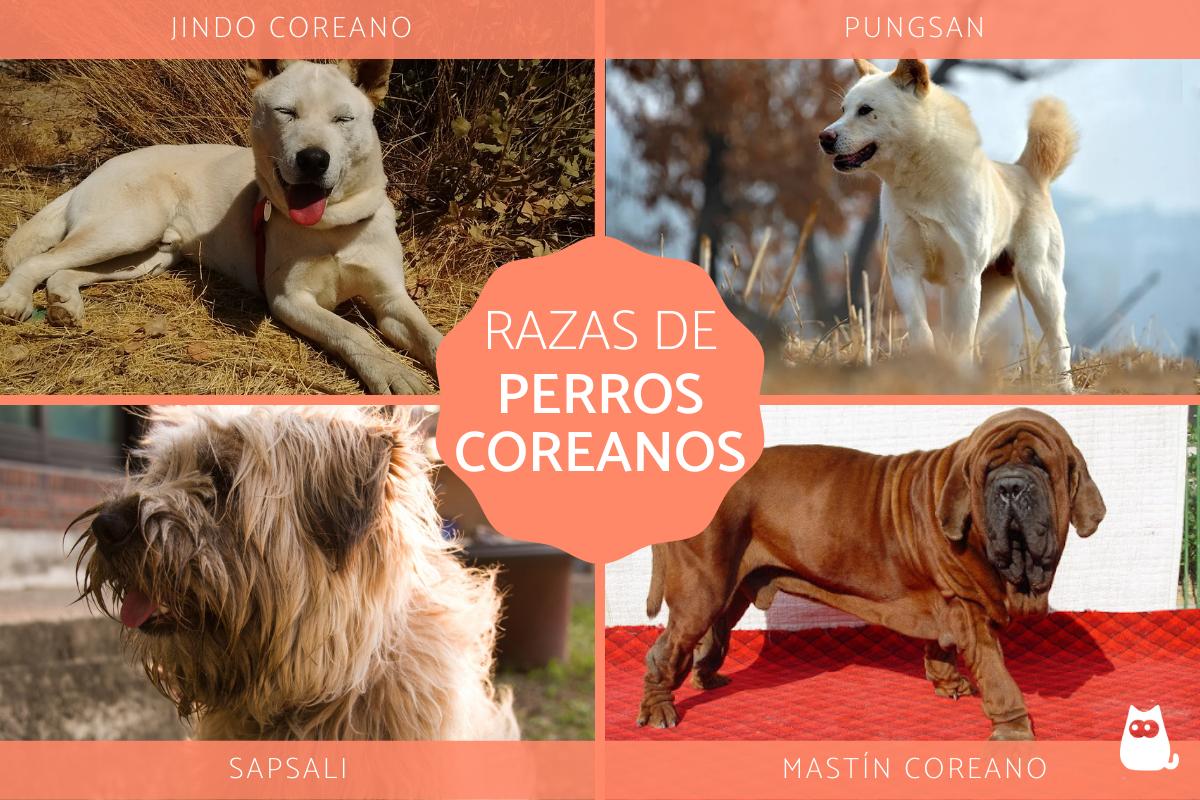 Razas de perros coreanos