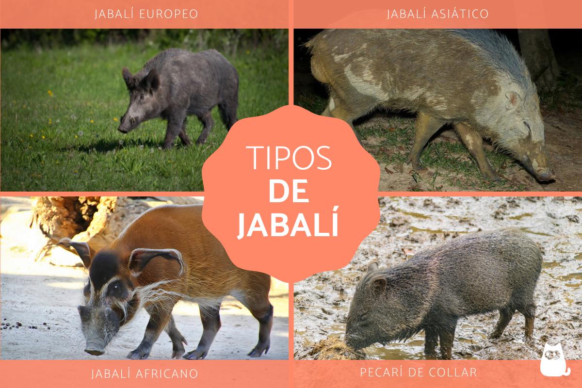 Tipos de jabalí