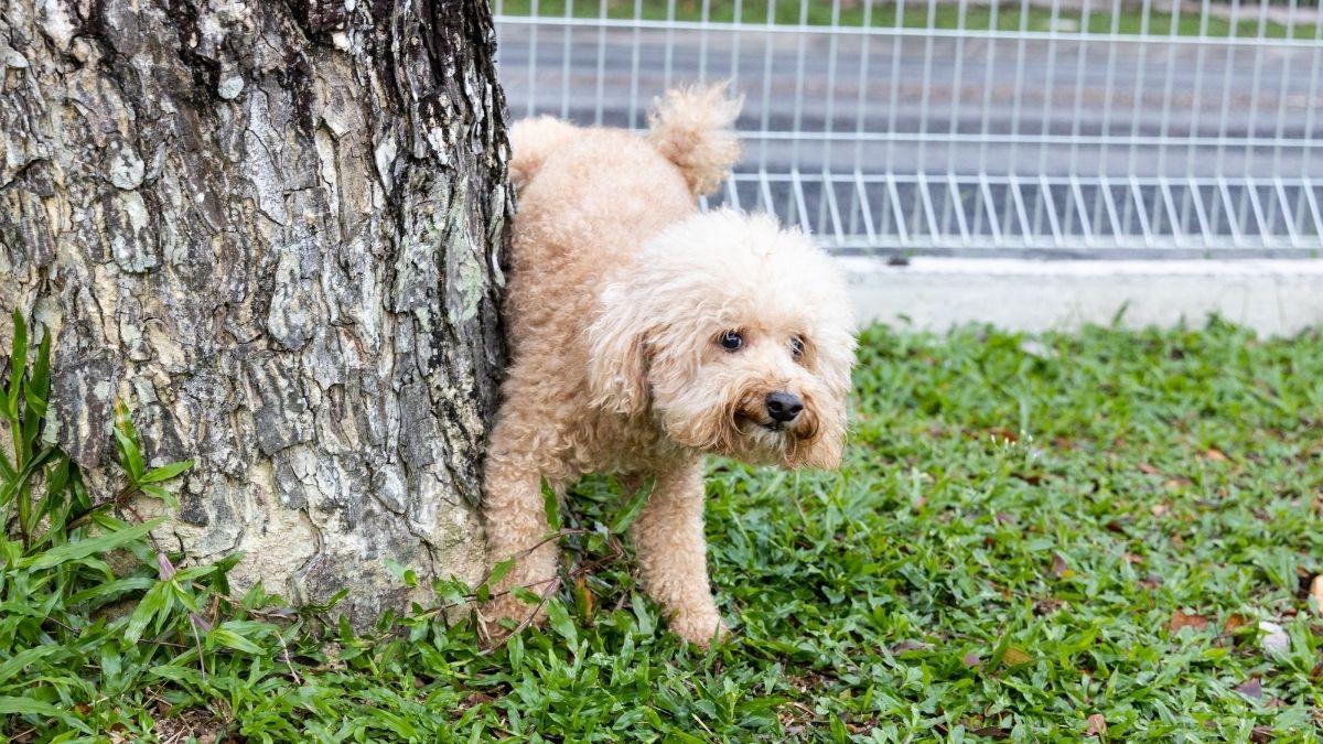 ¿Es obligatorio limpiar el pis de perro? Multas de hasta 10.000 euros según la ley