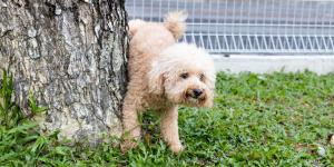 ¿Es obligatorio limpiar el pis de perro? Multas de hasta 10.000 euros según la ley