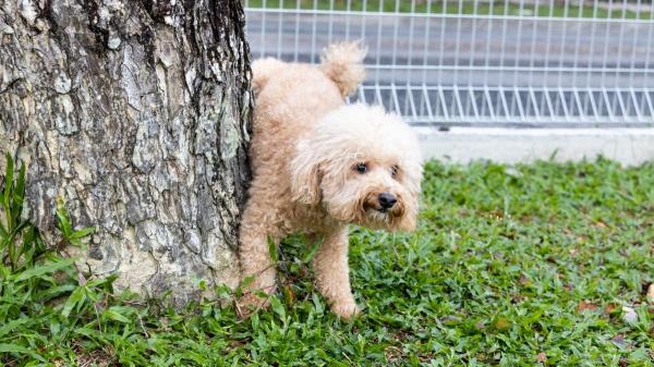 ¿Es obligatorio limpiar el pis de perro? Multas de hasta 10.000 euros según la ley