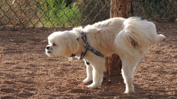 ¿Es obligatorio limpiar el pis de perro? Multas de hasta 10.000 euros según la ley - ¿Qué dicen las ordenanzas municipales sobre el pis de perro?