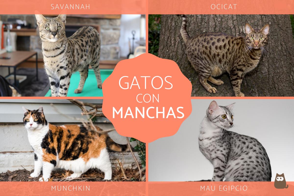 Razas de gatos con manchas