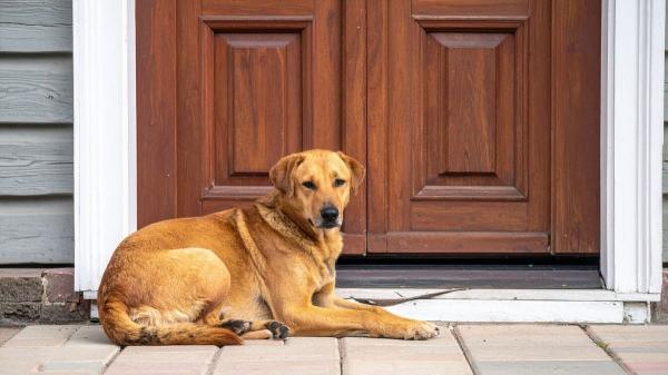 ¿Es obligatorio limpiar el pis de perro? Multas de hasta 10.000 euros según la ley - Según la ley, hay que limpiar el pis de fachadas, puertas y entradas