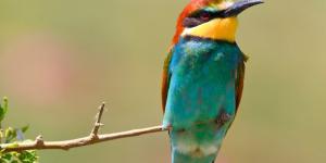 Aves migratorias en España: cuáles son sus rutas, especies más comunes y por qué recorren miles de kilómetros